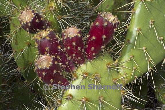 opuntia aff prolifera 3 graphic